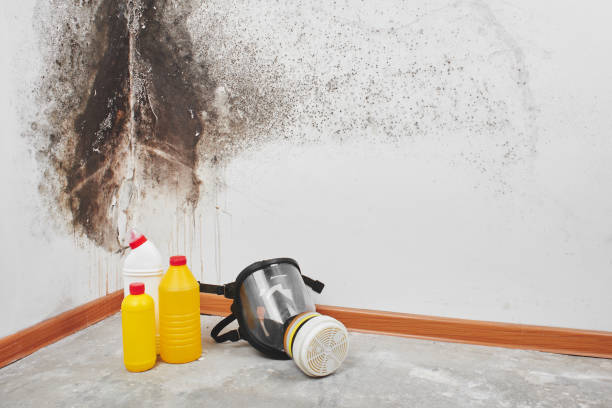 Best Residential Mold Removal  in Naples Manor, FL